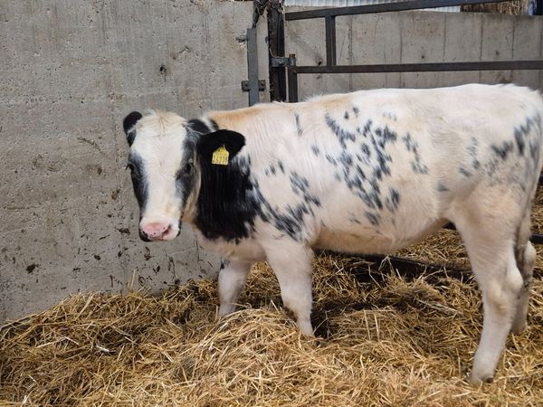 12 Quality heifer weanlings for sale - Main image