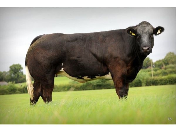 Maiden heifers - Main image
