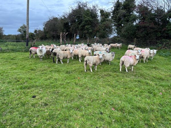 50 ewe lambs - Main image