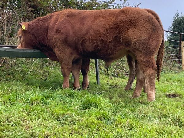 PBR Limousin Bull - Main image