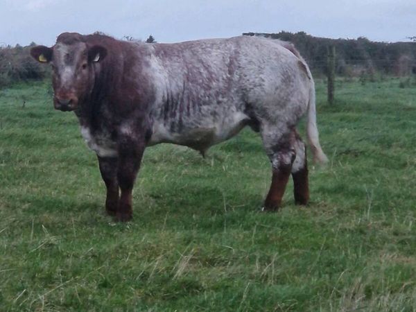 Tuam Mart show and sale - Main image