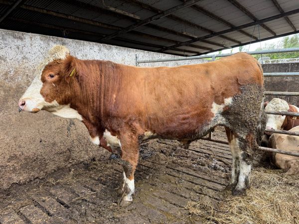 Fleckvieh Bulls - Main image