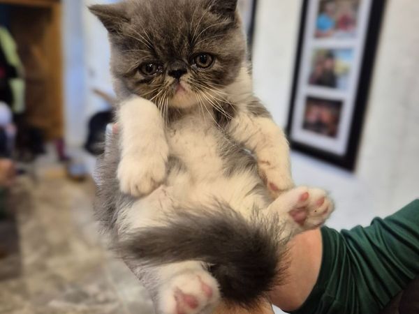 Exotic short hair/persian kittens - Main image