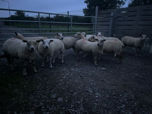 💥TEXEL HOGGETS FOR SALE 💥 - Main image