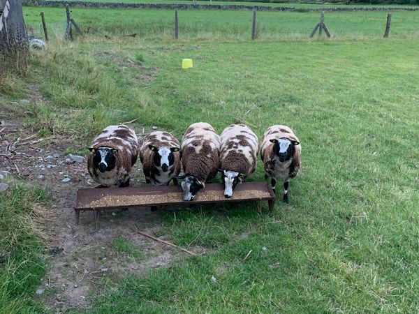 Sheep - Main image