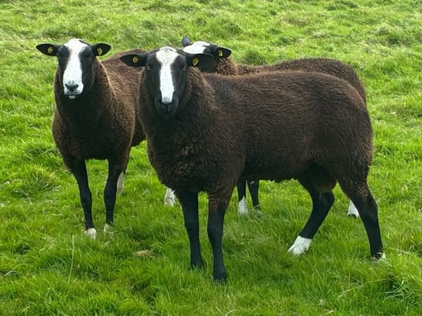 Zwartble Rams - Main image