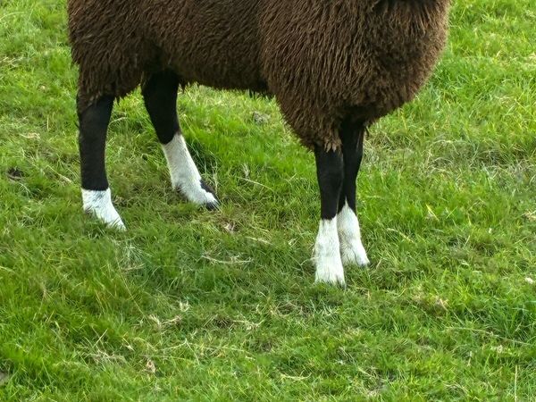 Zwartble Rams - Main image