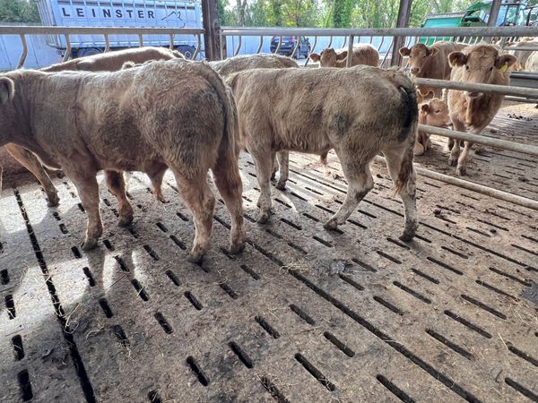 01/10/26 • 5 Continental Bullocks - Main image