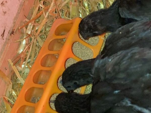 Ayam Cemani Pairs - Main image