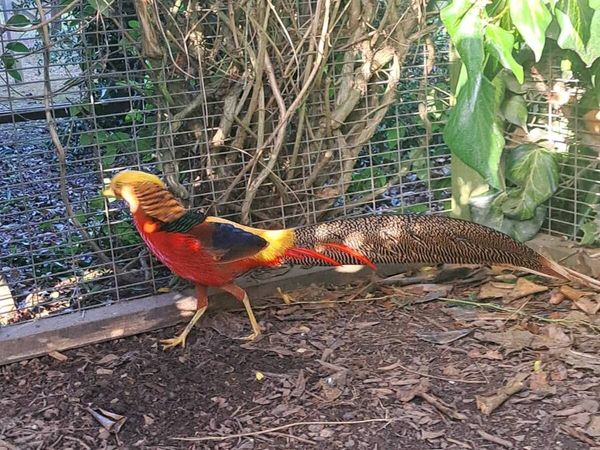 Red Golden Pheasants / karki campbell ducks - Main image