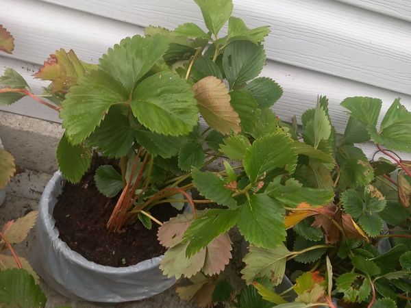Strawberry plants - Main image