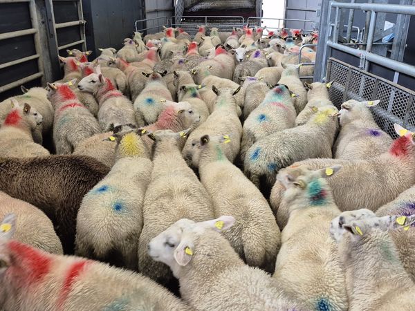 80 Ram Lambs 42kgs - Main image