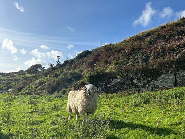 Sheep - Main image