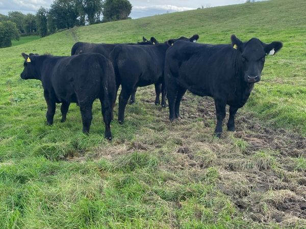 Pedigree Angus heifers - Main image