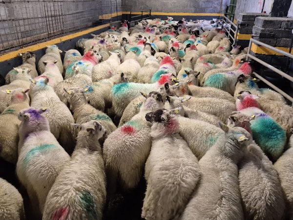 130 Ewe Lambs 27kgs - Main image