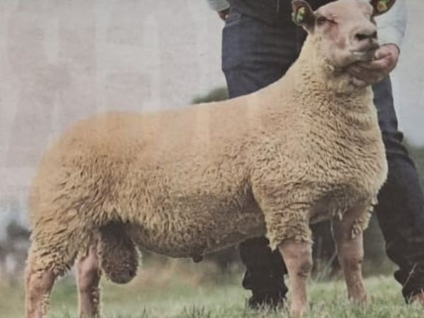 Multi-breed ram Sale - Main image