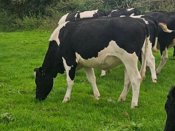 Br friesian heifers - Main image