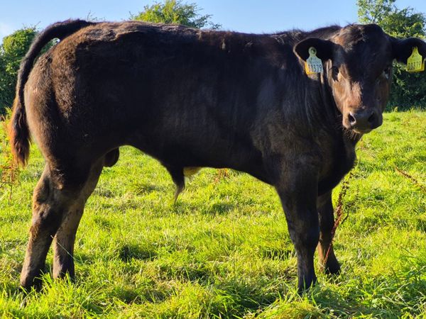 LMX Bull Weanling Mountbellew Mart 2nd Oct - Main image