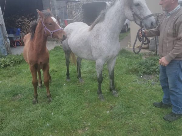 Connemara Mare & Foal - Main image