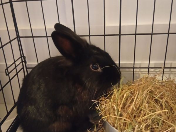 Rabbit - Main image