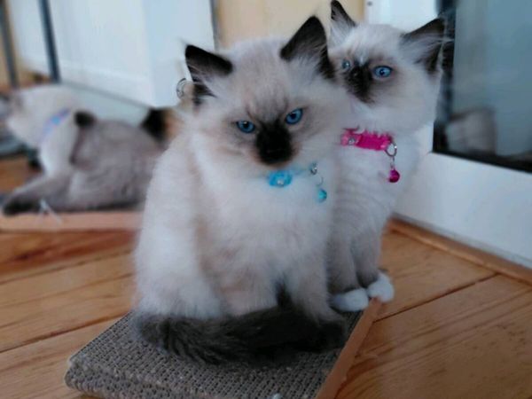 Ragdoll kittens - Main image