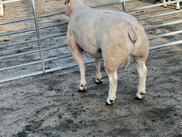 Texel Stock Ram - Main image
