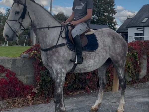 5 year old 3/4 Irish Draught gelding (TIH) - Main image
