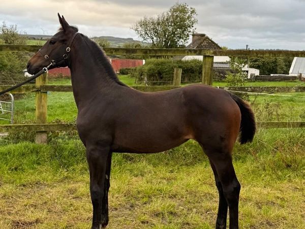 Lagans OBOS Filly Foal - Main image