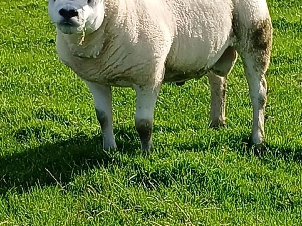 Pure Bred Texel Shearling - Main image