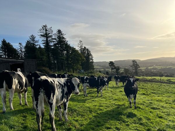 Friesan heifers - Main image