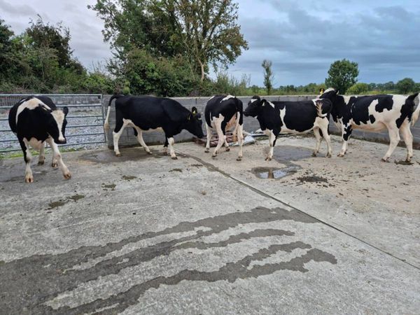Incalf dairy heifers - Main image