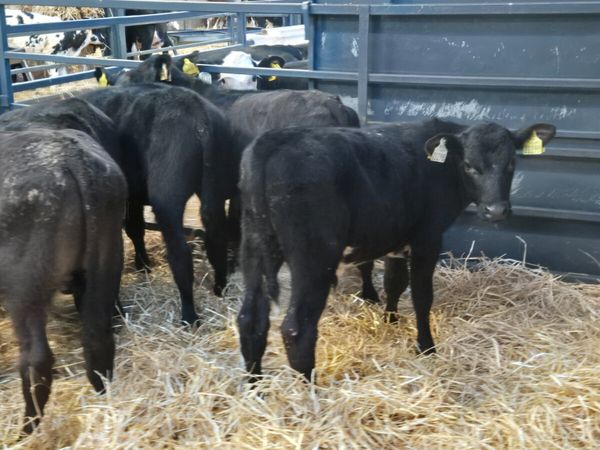 10 Quality Aberdeen Angus bull sucks for sale - Main image