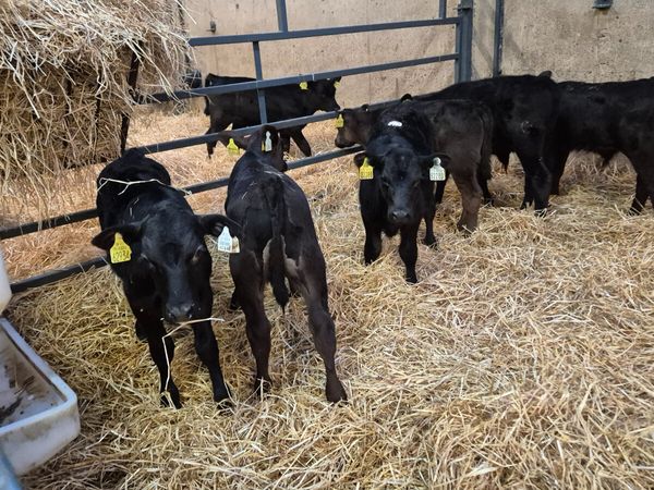 7 Aberdeen Angus bull calves for sale - Main image