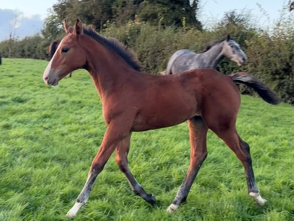 Filly foal by Hardrock Z - Main image
