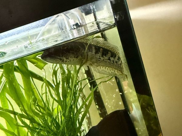 Golden cobra snakehead - Main image
