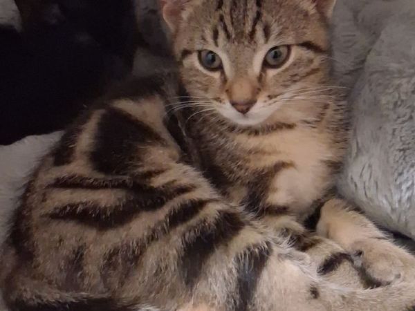 Kittens - Main image