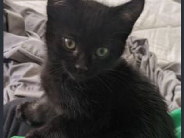 Kittens - Main image