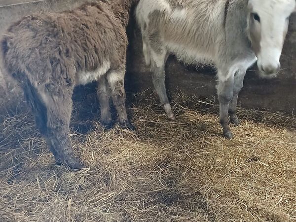 Foals for Sale - Main image