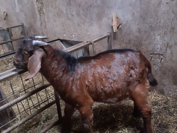 2026 Boer goats - Main image