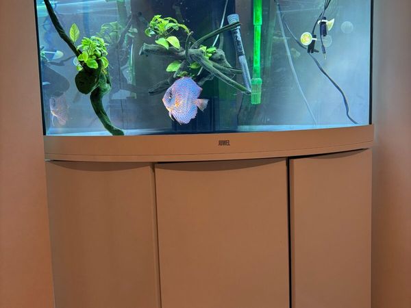Fish tank - Main image