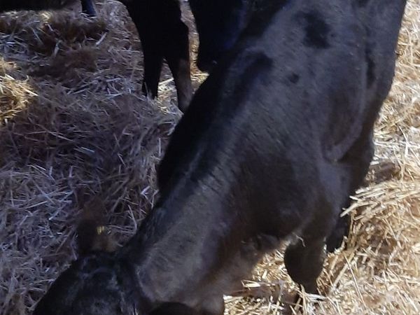 5 AA Calves for sale - Main image