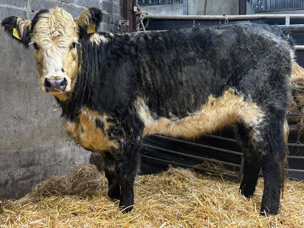 ⭐️ Organic Blue Grey Whitehead Heifer ⭐️ - Main image
