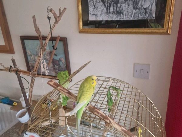 Transport box and budgie - Main image