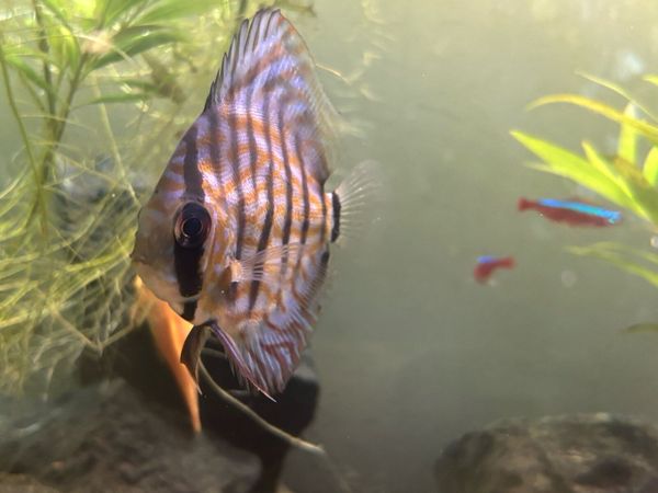 Young Discus for sale - Main image