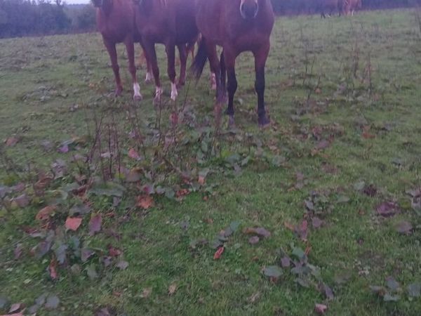 Horses - Main image