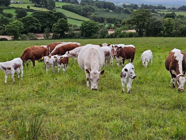 Irish moiled cattle - Main image
