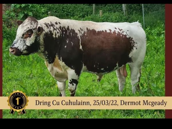 Irish moiled cattle - Main image
