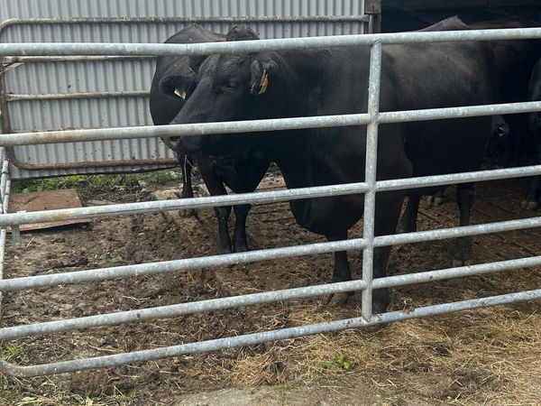 Incalf limousine cows - Main image