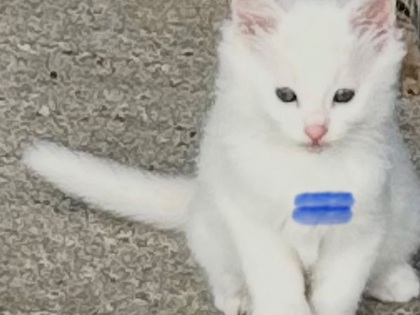 Kittens - Main image