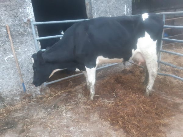 Fr heifer after calving - Main image